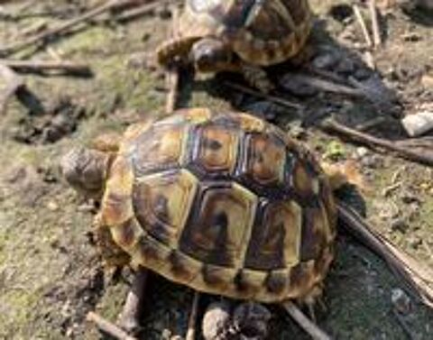   Tortue de terre  