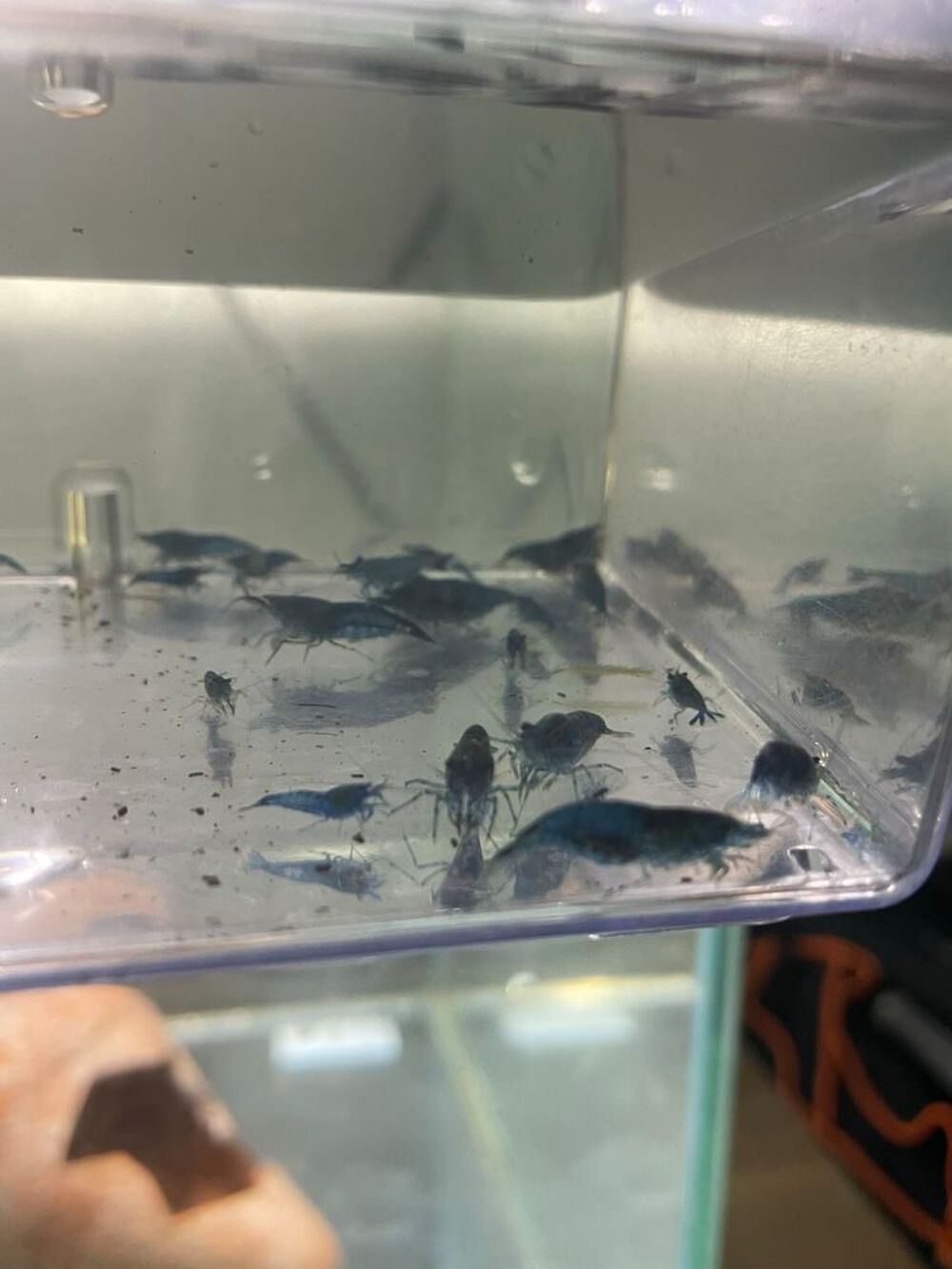 aquarium avec blue velvet Décoration