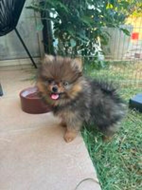   Chiots spitz type Pomeranie  