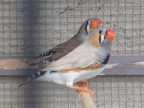 mandarins 3 17230 Marans
