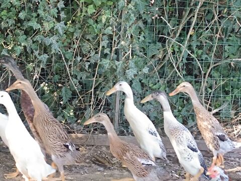 Canard  d'ornement coureur pure race 0 79440 Courlay
