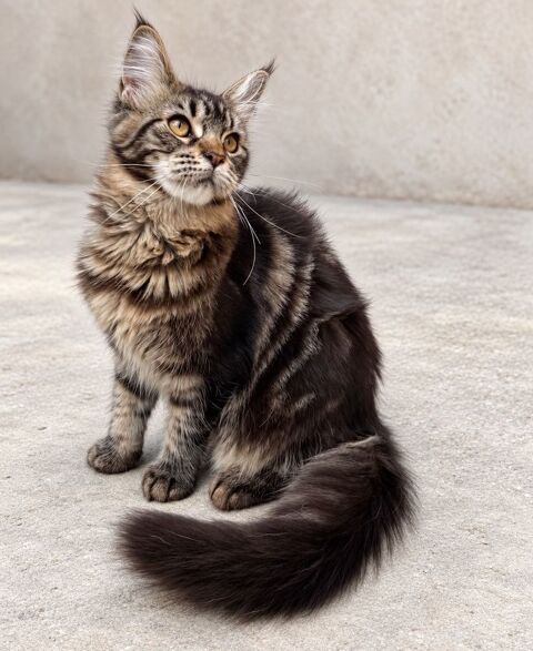 Chaton femelle Maine Coon LOOF 1000 13400 Aubagne