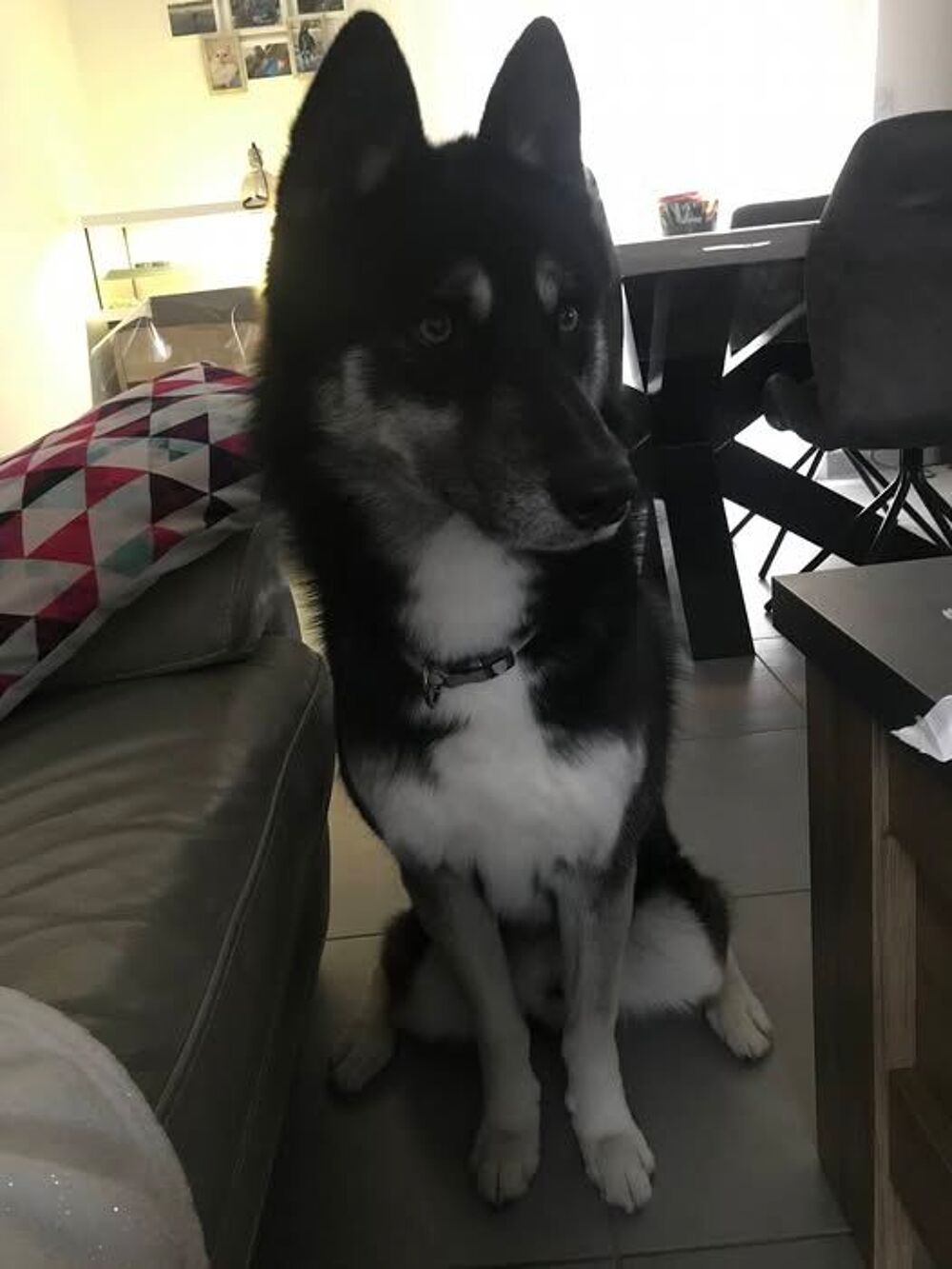   Chien NEWTON à l adoption 