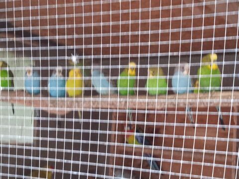 perruches ondulées 10 60270 Gouvieux