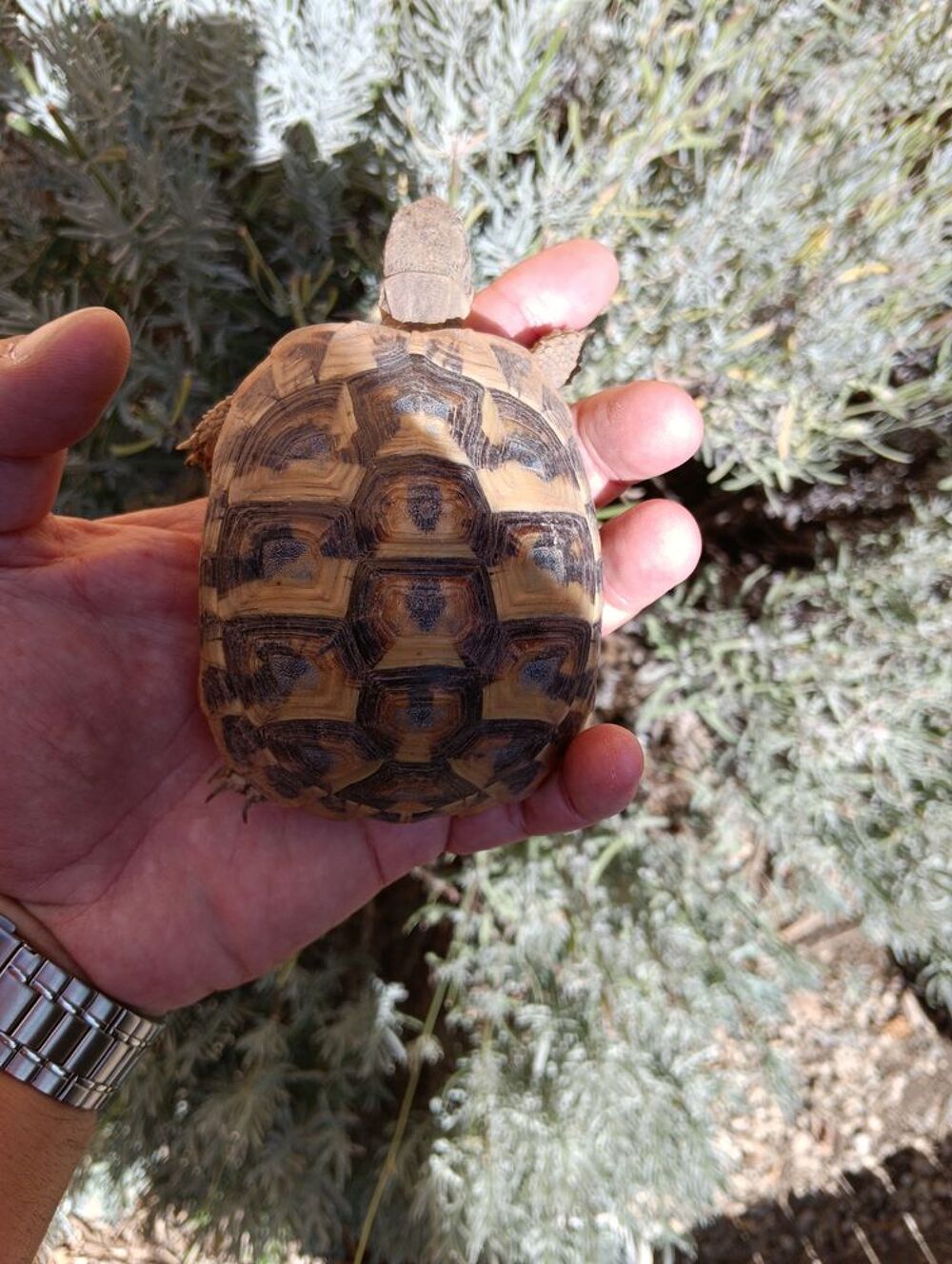   Tortue de terre de 5 ans  