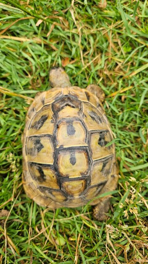 Tortue terrestre 8 ans 450 44000 Nantes