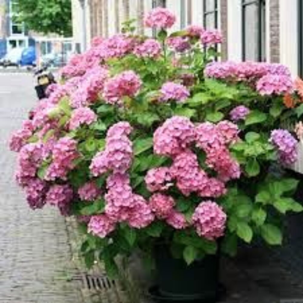 5 plants d'hortensia rose Jardin