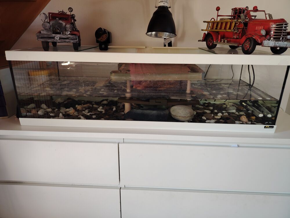   Tortue d'eau  