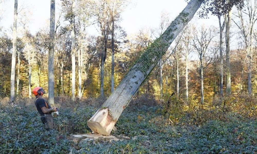 ABATTAGE ET COUPE D'ARBRE CONTRE BOIS Jardin