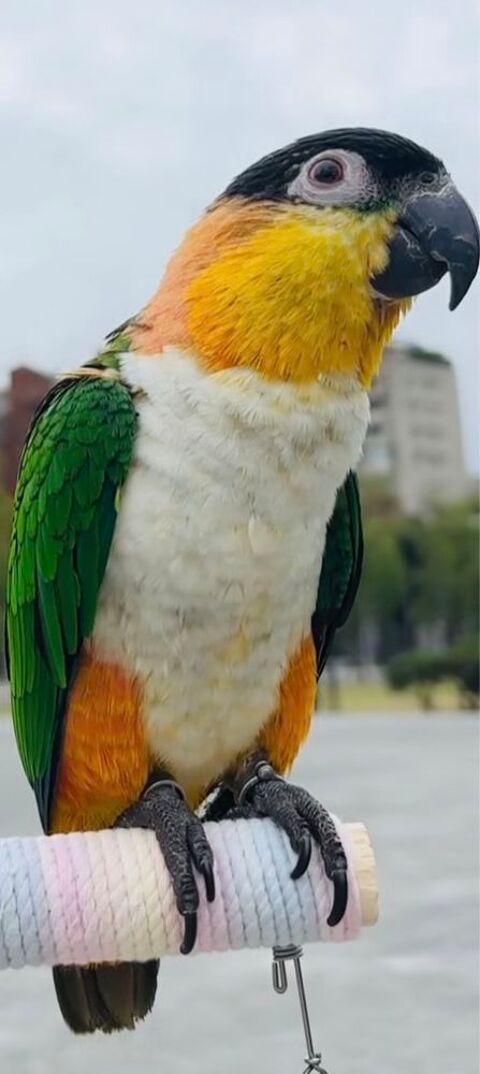 Couple de Ca&iuml;que &agrave; t&ecirc;te noire ? Jeunes ? Tr&egrave;s sociables  1000 94000 Cr�teil