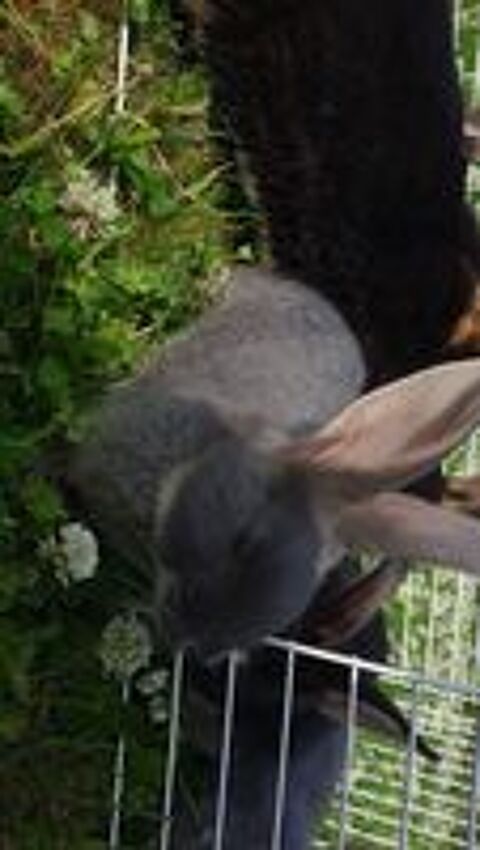   Lapin chevre 