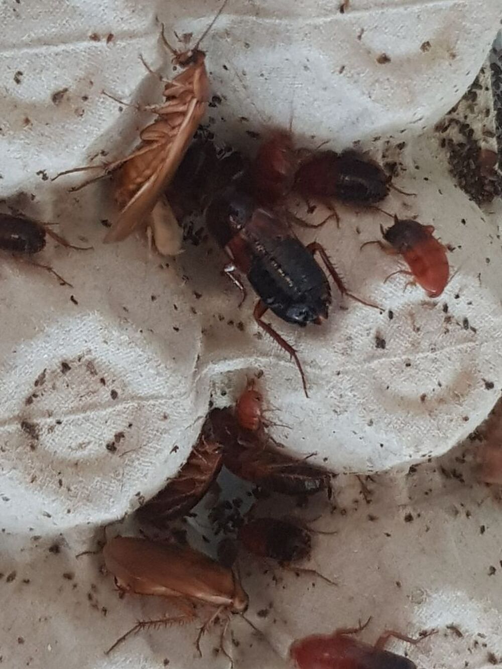   Blatta lateralis / Shelfordella tartara ? Red runners 