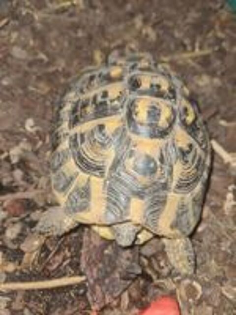   Tortue de terre mâle adulte 