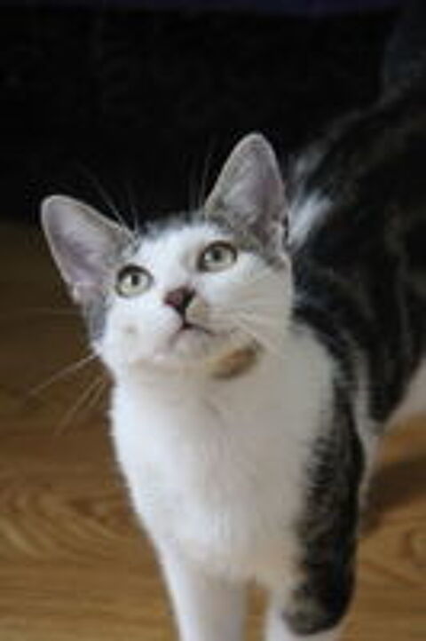   OUPS CHAT GRIS & BLANC 2 ANS 1/2 