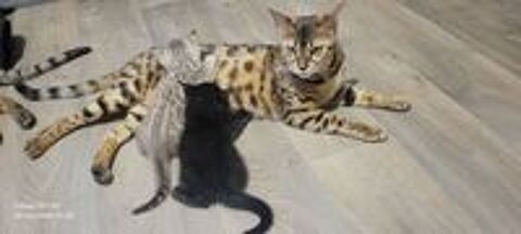  Chatons bengal loof 