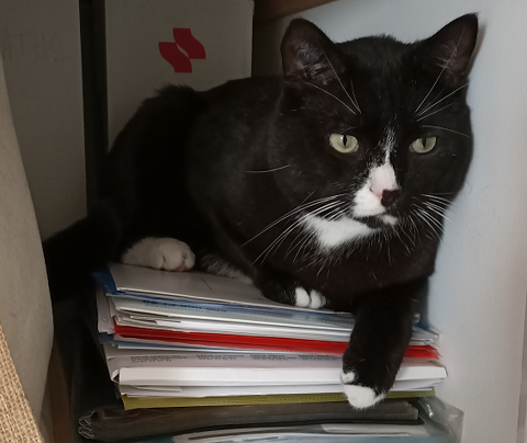 TERRY CHAT NOIR & BLANC 4 ANS 195 92260 Fontenay-aux-roses