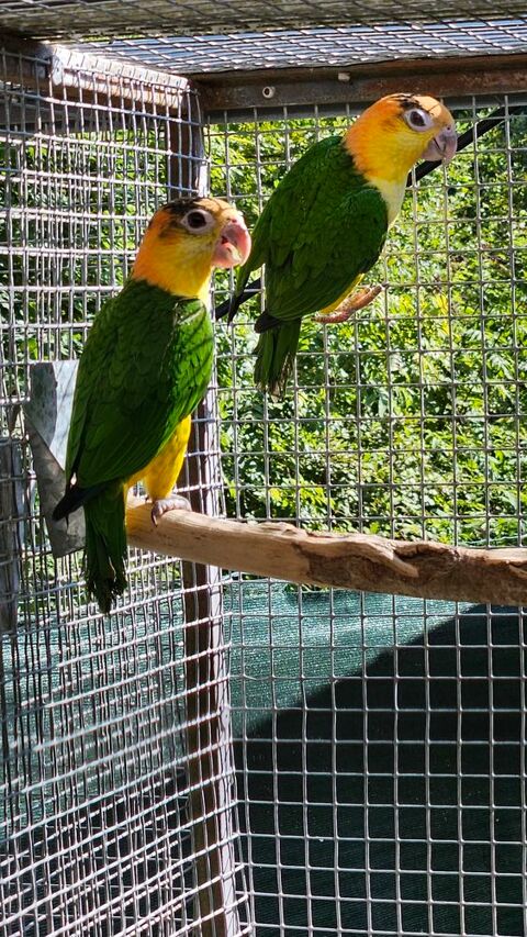 couple perroquet caique cuisses jaunes 600 65390 Aurensan