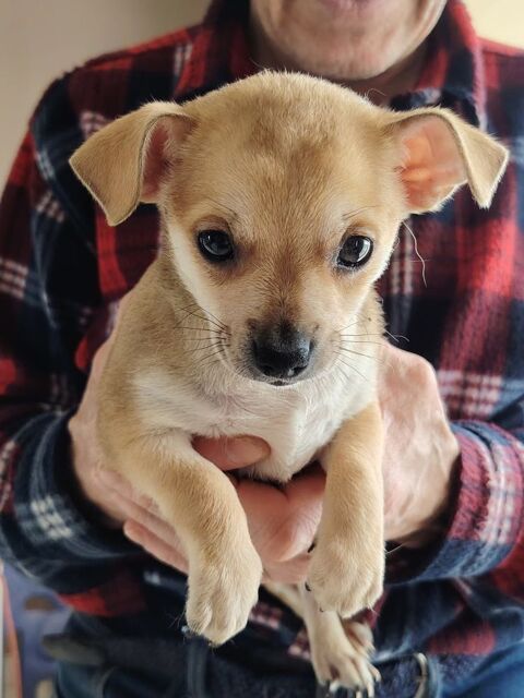 Chihuahua a reserver 699 45300 Manchecourt