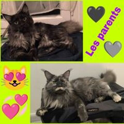   Maine coon loof  
