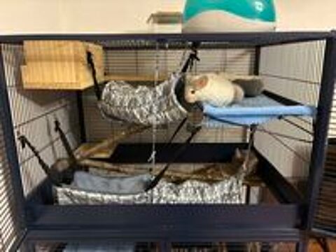   2 chinchilla + cage + accessoire 