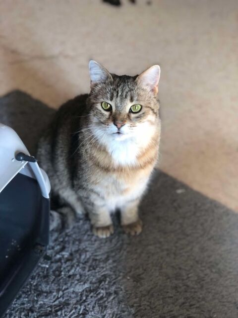 Tagada, chatte européenne 3 ans 90 35520 Melesse