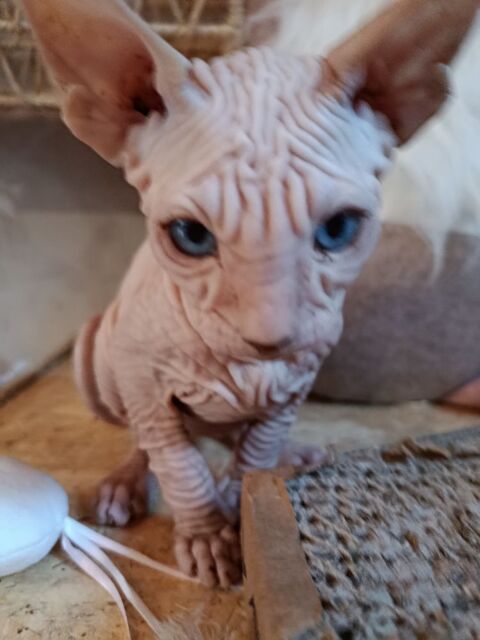 Sphynx M&acirc;le Dispo de suite 990 44160 Pontchâteau