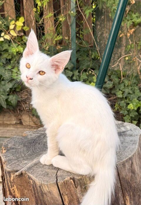 Chaton Maine Coon male LOOF polydactyle 1300 13400 Aubagne