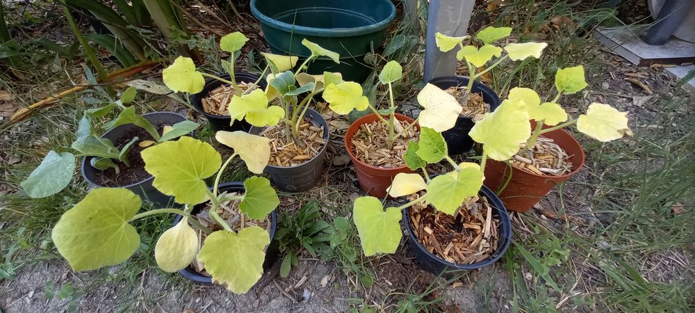 Plant courge butternut Jardin