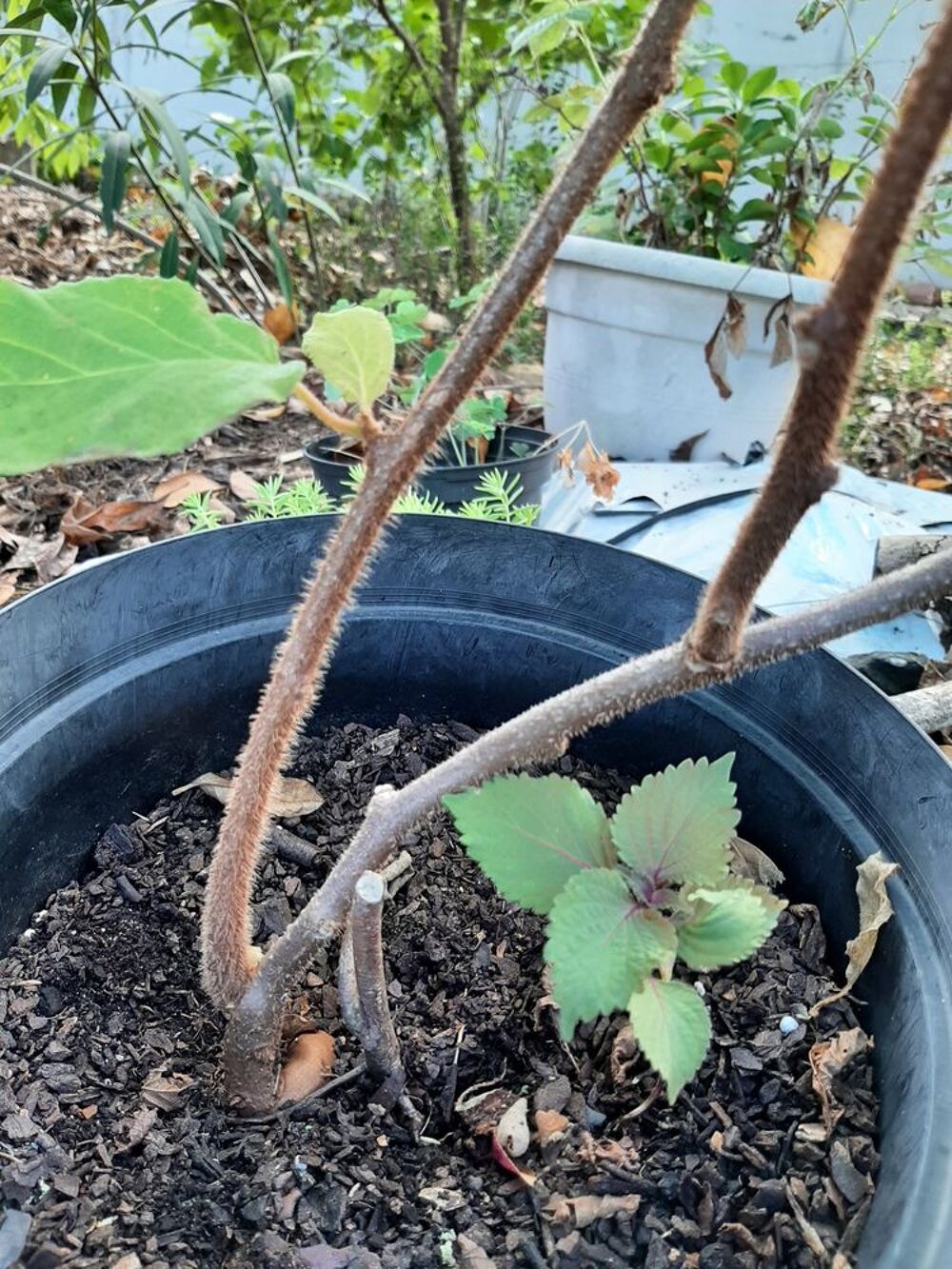 PIED m&acirc;le KIWI JAUNE -GOLD Jardin
