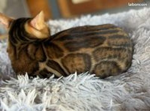   🌟 Mâle Bengal Brown d'Exception – Rosettes Uniques en France 🌟 