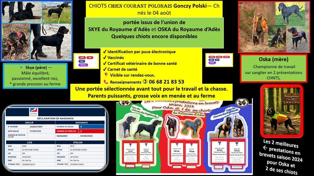   A RESERVER CHIOTS DISPONIBLES à partir du 4 octobre 2026 