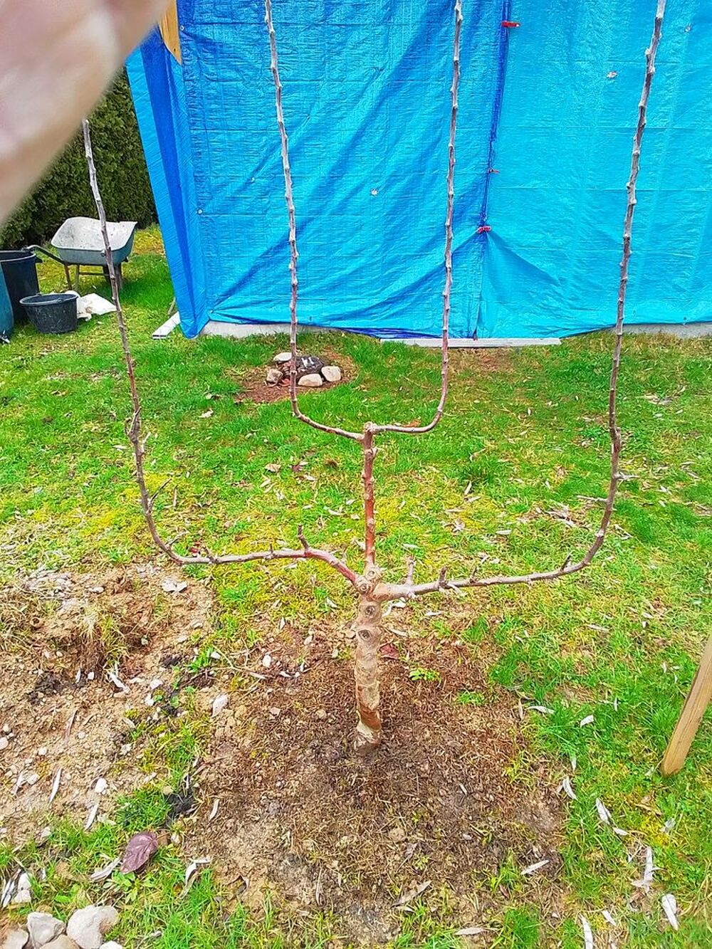Vent pommiers en palmette verriers Jardin
