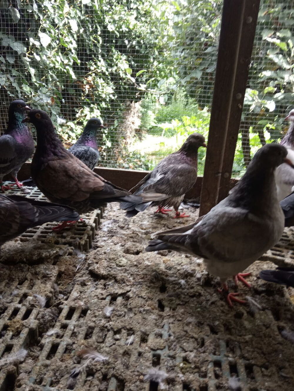   pigeons  manger. 