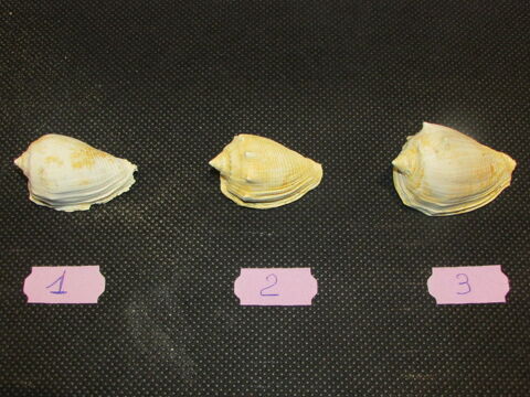 fossile de Bordeaux 12 Saint-Jean-d'Illac (33)