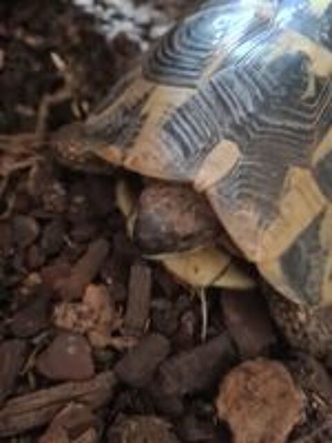   Tortue femelle de terre adulte  