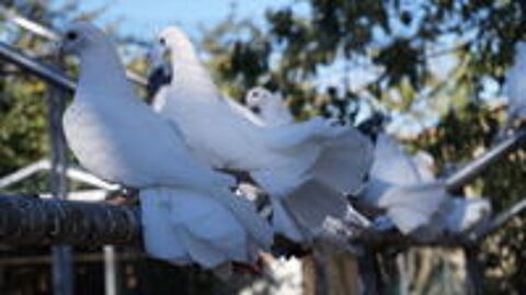   Pigeons paon blanc 