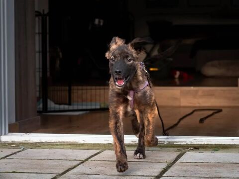 Luana &agrave; l'adoption 320 59000 Lille