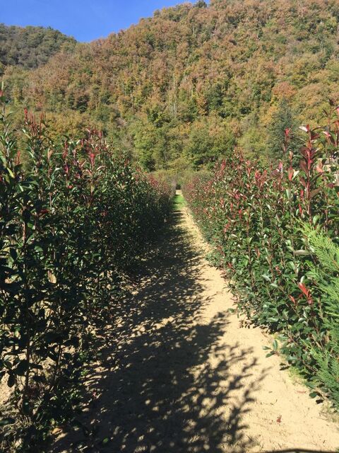 phot�nia 1.50 m � 1.80  10 Gaillac (81)