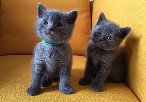 Chatons chartreux 1300 68110 Illzach