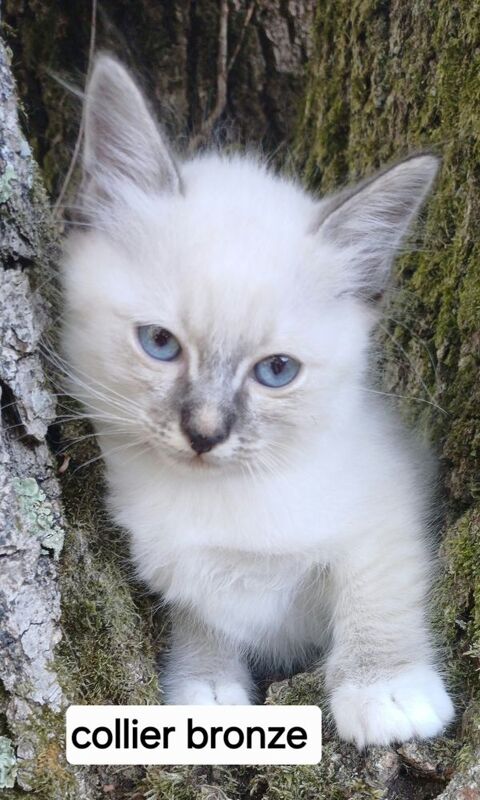 Chaton sacr&eacute; de Birmanie m&acirc;le loof 1350 85310 Chaillé-sous-les-ormeaux