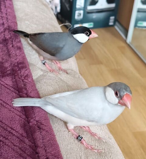 PADDA DE JAVA 180 65400 Argel�s-gazost