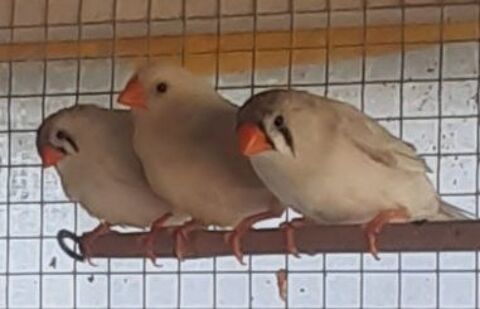 Jeunes oiseaux de voli&egrave;re 10 