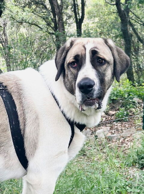 Poppie est &agrave; l'adoption 0 34000 Montpellier