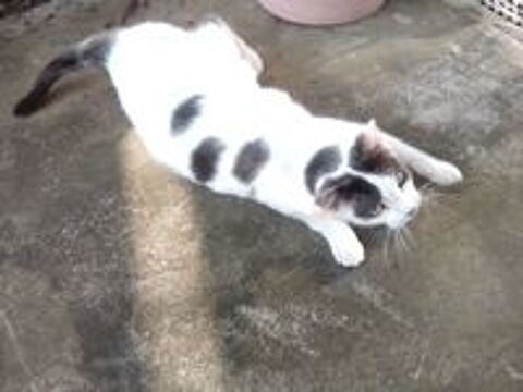   PERDU CHATTE GRISE ET BLANCHE 