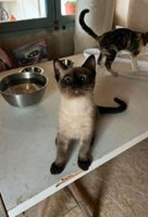   BENITO chaton mâle type siamois 6 mois 