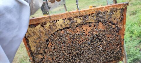 Essaim d'abeilles hiverné 150 33430 Bazas