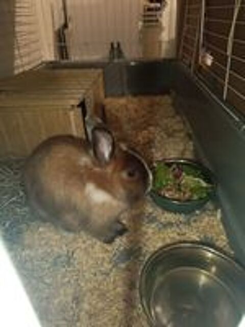   lapin nain femelle 1 an 