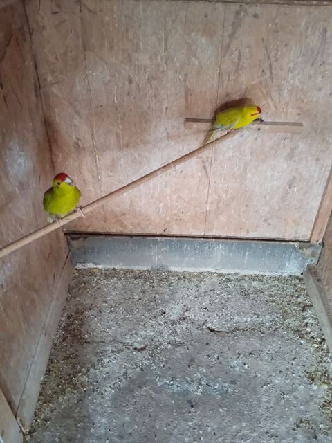 kakariki 70 33750 Beychac-et-caillau