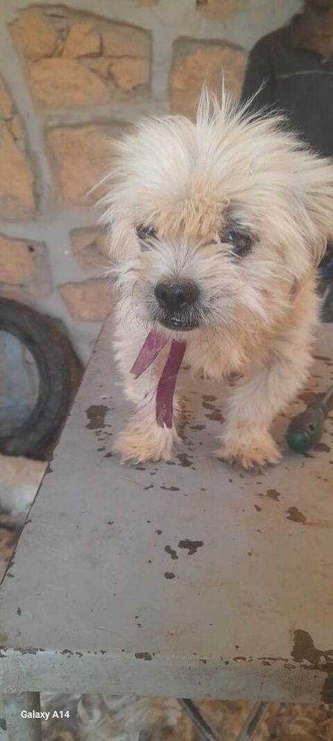 ULYSSE           ACTUELLEMENT AU REFUGE EN EGYPTE 0 75018 Paris