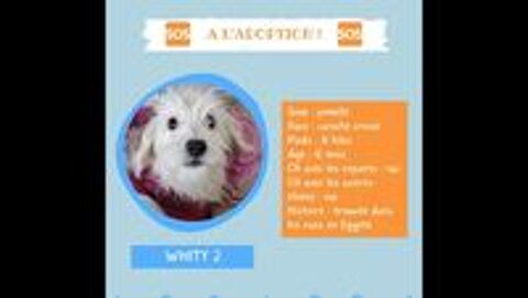   WHITY FEMELLE NON STRILISE 6 MOIS ADOPTION SEULEMENT  SAUVER D'GYPTE  